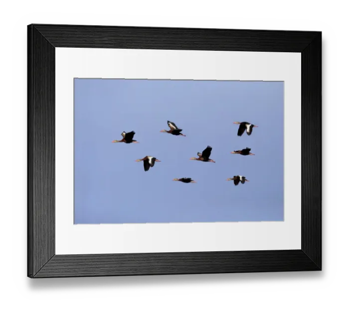 Framed Print : Red-billed Whistling-duck (Dendrocygna autumnalis) eight adults, in flight, Wakodahatchee Wetlands, Delray Beach