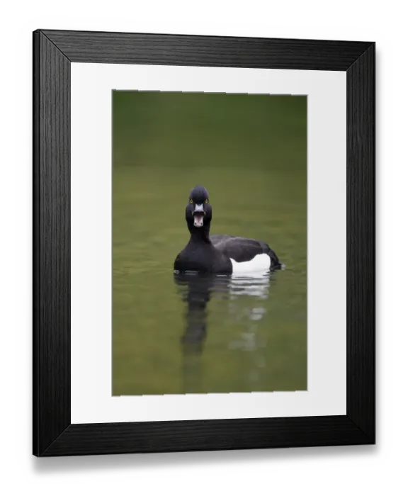 Framed Print : Tufted Duck (Aythya fuligula) adult male, calling, swimming on lake in city parkland, London, England, May Framed Print : Tufted Duck (Aythya fuligula) adult male, calling, swimming on lake in city parkland, London, England, May