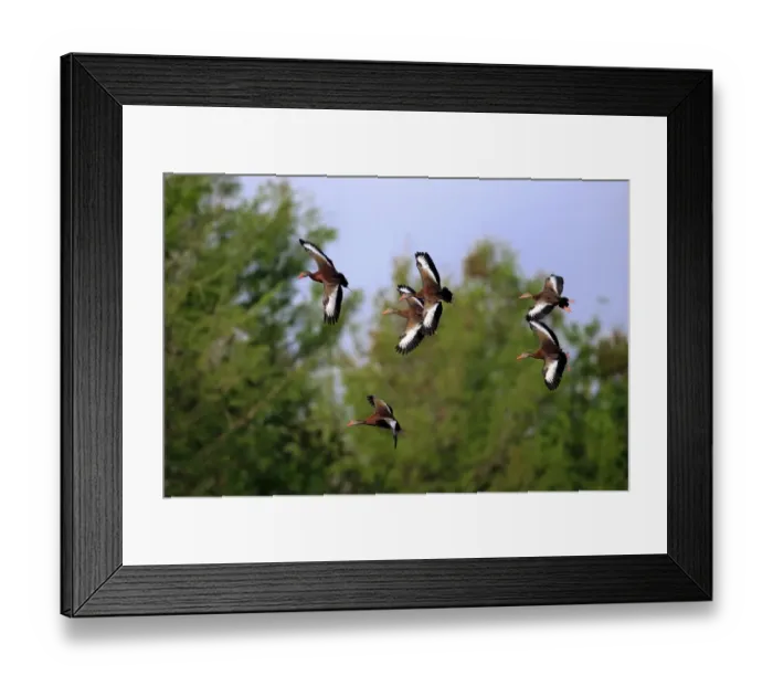 Framed Print : Red-billed Whistling-duck (Dendrocygna autumnalis) six adults, in flight, Wakodahatchee Wetlands, Delray Beach Framed Print : Red-billed Whistling-duck (Dendrocygna autumnalis) six adults, in flight, Wakodahatchee Wetlands, Delray Beach