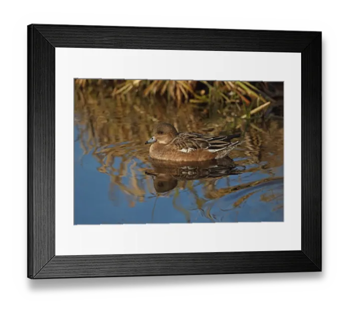 Framed Print : Eurasian Wigeon (Anas penelope) adult female, swimming, Buckenham Marshes RSPB Reserve, River Yare, Yare Valley