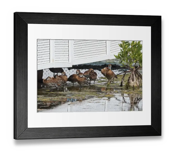 Framed Print : West Indian Whistling-duck (Dendrocygna arborea) flock, resting under shade of house beside lagoon in mangrove swamp Framed Print : West Indian Whistling-duck (Dendrocygna arborea) flock, resting under shade of house beside lagoon in mangrove swamp