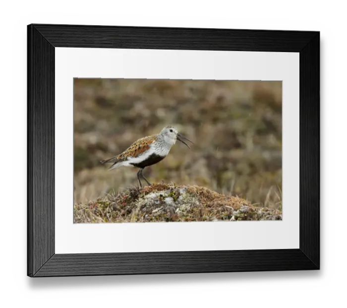 Framed Print : Dunlin (Calidris alpina sakhalina) adult male, breeding plumage, calling, standing on tundra during drizzle Framed Print : Dunlin (Calidris alpina sakhalina) adult male, breeding plumage, calling, standing on tundra during drizzle