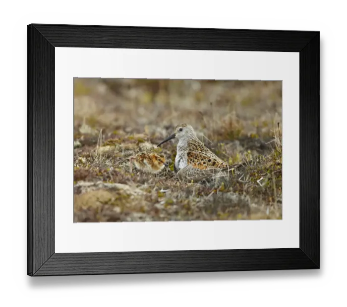 Framed Print : Dunlin (Calidris alpina sakhalina) adult female, breeding plumage, with chick, on tundra, near Barrow, Alaska, U. S. A Framed Print : Dunlin (Calidris alpina sakhalina) adult female, breeding plumage, with chick, on tundra, near Barrow, Alaska, U. S. A