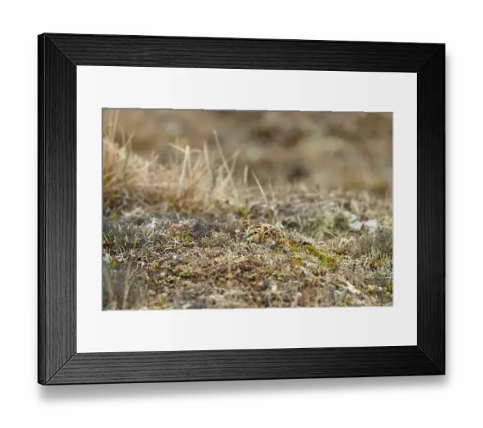Framed Print : Dunlin (Calidris alpina sakhalina) chick, resting on tundra, near Barrow, Alaska, U. S. A. June Framed Print : Dunlin (Calidris alpina sakhalina) chick, resting on tundra, near Barrow, Alaska, U. S. A. June