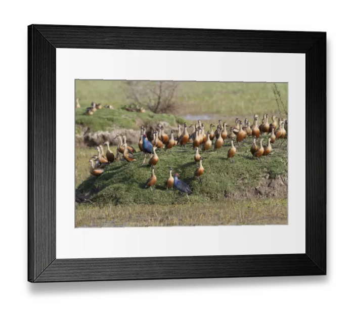 Framed Print : Lesser Whistling-duck (Dendrocygna javanica) flock, with Purple Swamphen (Porphyrio porphyrio) two adults Framed Print : Lesser Whistling-duck (Dendrocygna javanica) flock, with Purple Swamphen (Porphyrio porphyrio) two adults