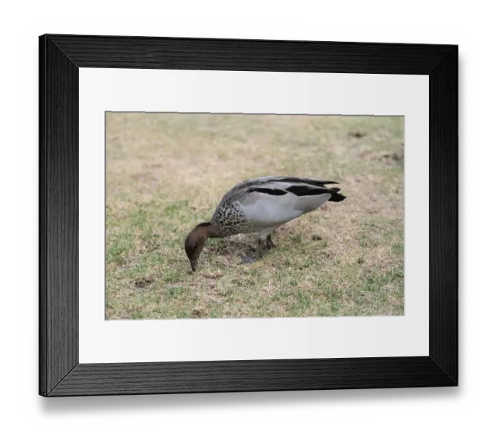 Framed Print : Maned Duck (Chenonetta jubata) adult male, feeding on grassland of riverbank, Margaret River, Western Australia