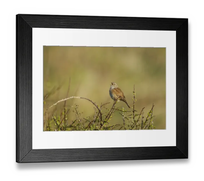 Framed Print : Dunnock (Prunella modularis) adult, singing, perched on twig, Guernsey, Channel Islands, May Framed Print : Dunnock (Prunella modularis) adult, singing, perched on twig, Guernsey, Channel Islands, May
