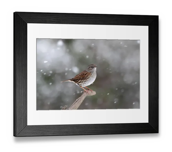 Framed Print : Dunnock (Prunella modularis) adult, perched on branch during snowfall, Warwickshire, England, January Framed Print : Dunnock (Prunella modularis) adult, perched on branch during snowfall, Warwickshire, England, January