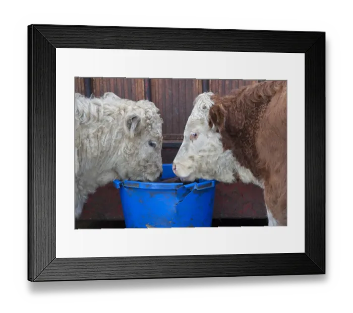 Framed Print : Domestic Cattle, two beef store cattle, close-up of heads, licking feed block, Anglesey, North Wales, December Framed Print : Domestic Cattle, two beef store cattle, close-up of heads, licking feed block, Anglesey, North Wales, December