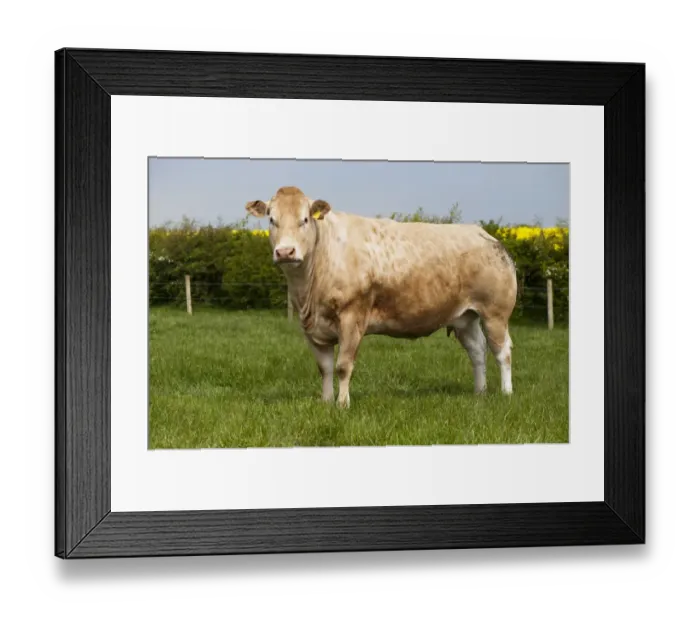 Framed Print : Domestic Cattle, Blonde d Aquitaine cow, standing in pasture, County Durham, England, May Framed Print : Domestic Cattle, Blonde d Aquitaine cow, standing in pasture, County Durham, England, May