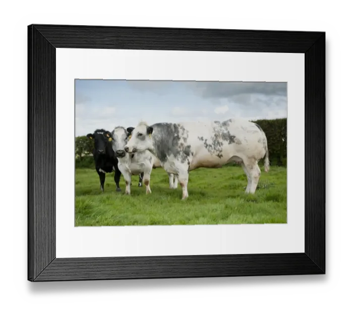 Framed Print : Domestic Cattle, British Blue cows, standing in pasture, Northumberland, England, May Framed Print : Domestic Cattle, British Blue cows, standing in pasture, Northumberland, England, May