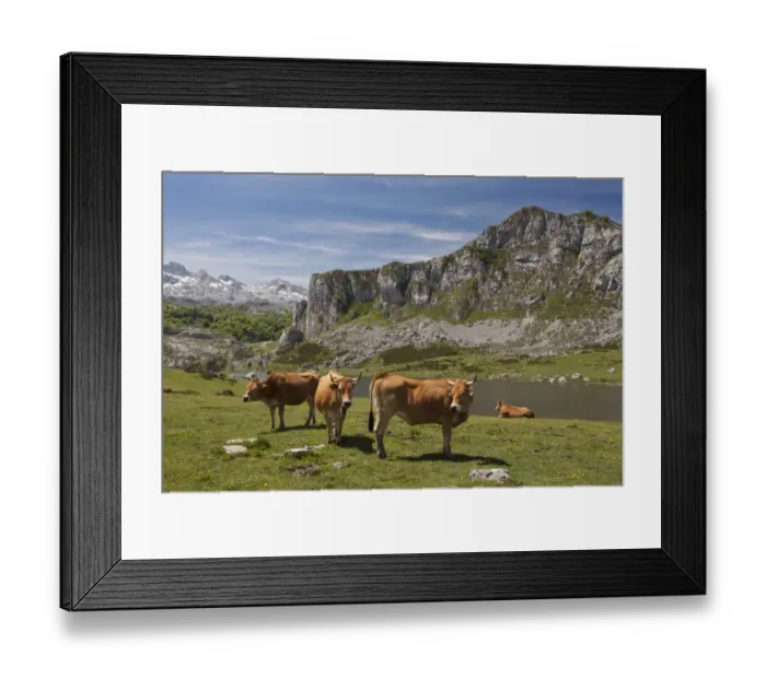Framed Print : Domestic Cattle, Casinas cows, in high cattle pasture beside lake, Covadonga N. P Framed Print : Domestic Cattle, Casinas cows, in high cattle pasture beside lake, Covadonga N. P