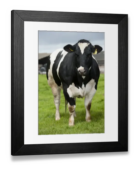 Framed Print : Domestic Cattle, British Blue cow, standing in pasture, Northumberland, England, May Framed Print : Domestic Cattle, British Blue cow, standing in pasture, Northumberland, England, May