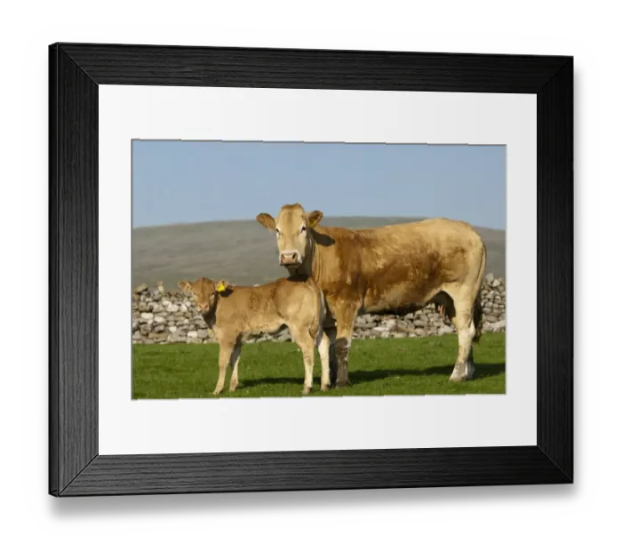 Framed Print : Domestic Cattle, Blonde d Aquitaine cow and calf, standing in pasture near drystone wall, Cumbria, England, May