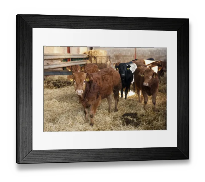 Framed Print : Domestic Cattle, young beef bulls, standing in straw bedded pen, Cumbria, England, November