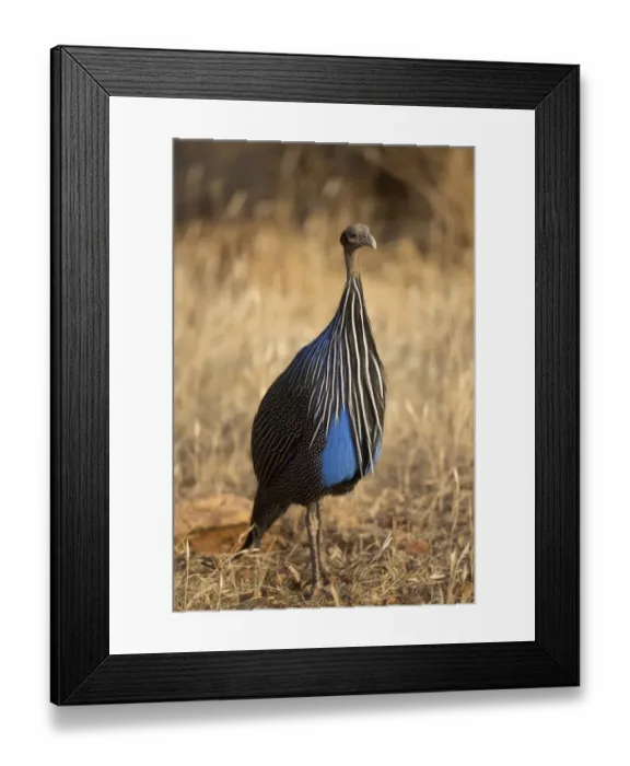 Framed Print : Vulturine Guineafowl (Acryllium vulturinum) adult, standing in dry savannah, Samburu National Reserve, Kenya, August Framed Print : Vulturine Guineafowl (Acryllium vulturinum) adult, standing in dry savannah, Samburu National Reserve, Kenya, August
