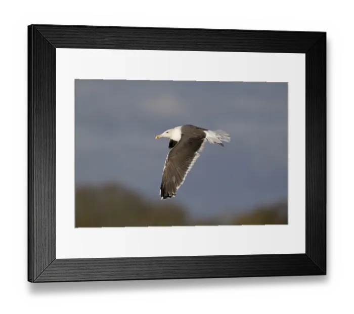 Framed Print : Great Black-backed Gull (Larus marinus) adult, winter plumage, in flight, Suffolk, England, December Framed Print : Great Black-backed Gull (Larus marinus) adult, winter plumage, in flight, Suffolk, England, December