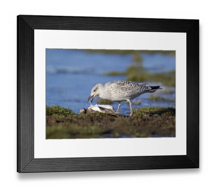 Framed Print : Great Black-backed Gull (Larus marinus) immature, first winter plumage, feeding on dead Eurasian Wigeon (Anas penelope) Framed Print : Great Black-backed Gull (Larus marinus) immature, first winter plumage, feeding on dead Eurasian Wigeon (Anas penelope)