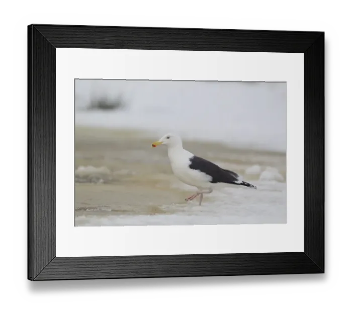 Framed Print : Great Black-backed Gull (Larus marinus) adult, winter plumage, walking on ice of partially frozen pond, Suffolk Framed Print : Great Black-backed Gull (Larus marinus) adult, winter plumage, walking on ice of partially frozen pond, Suffolk