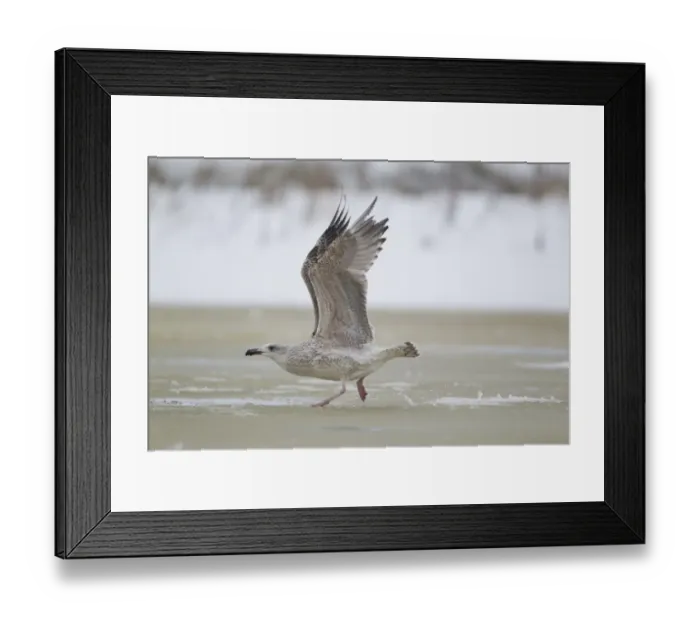 Framed Print : Great Black-backed Gull (Larus marinus) immature, first winter plumage, running across ice of partially frozen pond to Framed Print : Great Black-backed Gull (Larus marinus) immature, first winter plumage, running across ice of partially frozen pond to