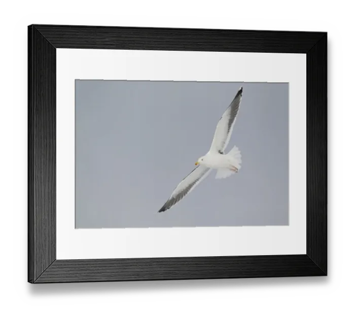 Framed Print : Short-toed Eagle (Circaetus gallicus) juvenile, in flight, with snake in beak, Lesvos, Greece, april Framed Print : Short-toed Eagle (Circaetus gallicus) juvenile, in flight, with snake in beak, Lesvos, Greece, april