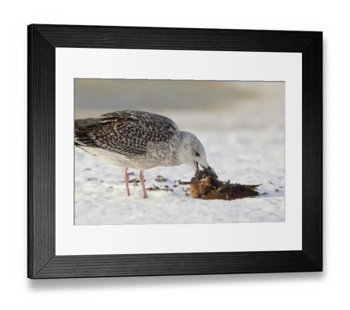 Framed Print : Great Black-backed Gull (Larus marinus) immature, first winter plumage, feeding on dead Eurasian Woodcock Framed Print : Great Black-backed Gull (Larus marinus) immature, first winter plumage, feeding on dead Eurasian Woodcock