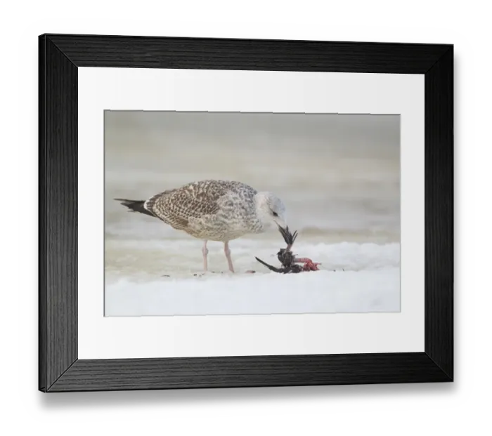 Framed Print : Great Black-backed Gull (Larus marinus) immature, first winter plumage, feeding on dead Eurasian Woodcock