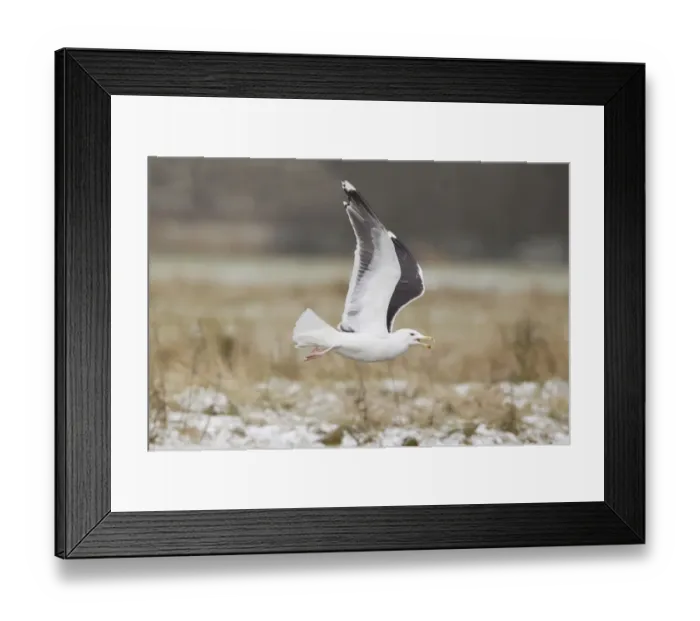 Framed Print : Great Black-backed Gull (Larus marinus) adult, non-breeding plumage, calling, in flight over snow covered ground Framed Print : Great Black-backed Gull (Larus marinus) adult, non-breeding plumage, calling, in flight over snow covered ground
