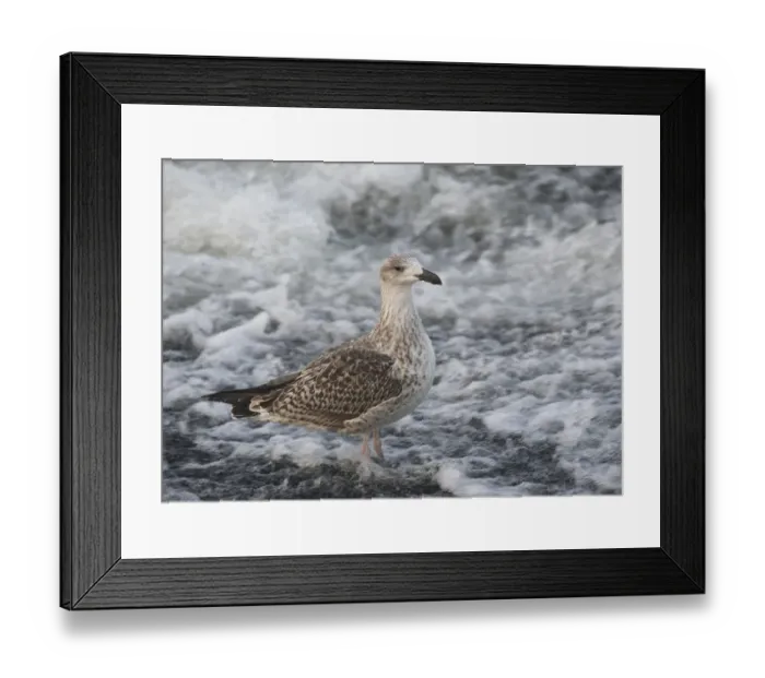 Framed Print : Great Black-backed Gull (Larus marinus) juvenile, standing at edge of fast-flowing river, River Nith Framed Print : Great Black-backed Gull (Larus marinus) juvenile, standing at edge of fast-flowing river, River Nith