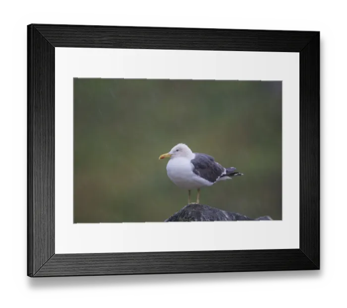 Framed Print : Lesser Black-backed Gull (Larus fuscus) adult, breeding plumage, standing on rock during heavy rainfall, Isle of May Framed Print : Lesser Black-backed Gull (Larus fuscus) adult, breeding plumage, standing on rock during heavy rainfall, Isle of May