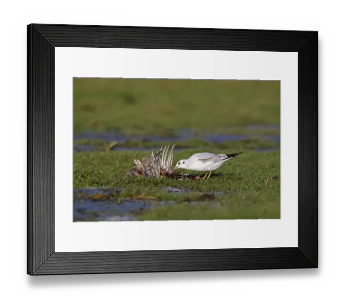 Framed Print : Black-headed Gull (Larus ridibundus) immature, first winter plumage, feeding on dead Common Pheasant