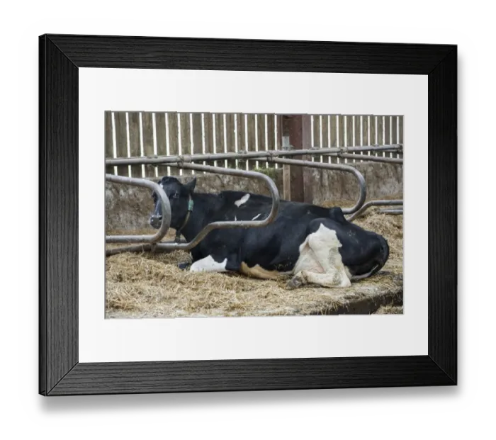 Framed Print : Domestic Cattle, Holstein dairy cow, laying on memory foam, latex mattress in cubicle house, Cheshire, England, January Framed Print : Domestic Cattle, Holstein dairy cow, laying on memory foam, latex mattress in cubicle house, Cheshire, England, January
