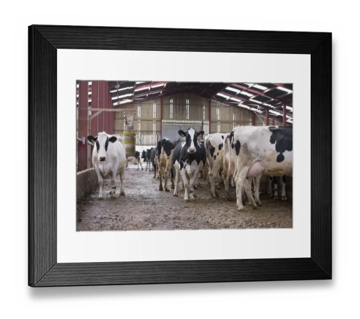 Framed Print : Domestic Cattle, Holstein dairy cows, herd in cubicle house with cow brush, Mold, Flintshire, North Wales, December Framed Print : Domestic Cattle, Holstein dairy cows, herd in cubicle house with cow brush, Mold, Flintshire, North Wales, December
