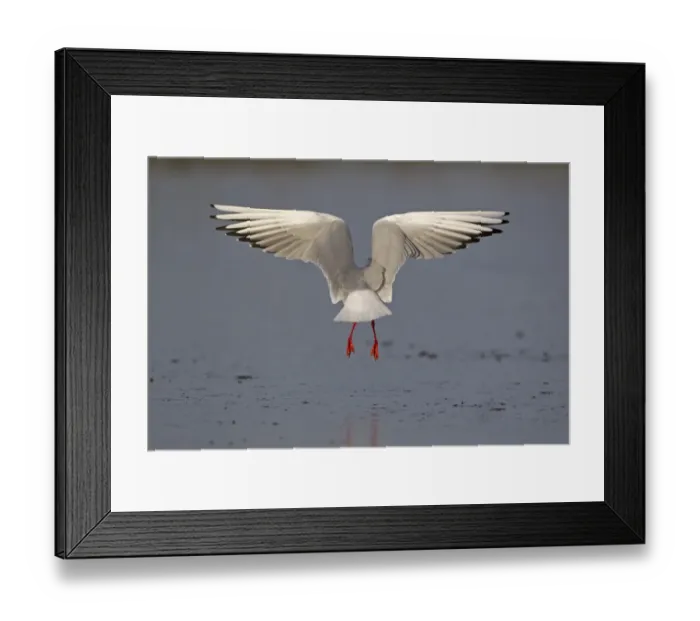 Framed Print : Black-headed Gull (Larus ridibundus) adult, winter plumage, in flight, hovering above ice of frozen pond, Suffolk Framed Print : Black-headed Gull (Larus ridibundus) adult, winter plumage, in flight, hovering above ice of frozen pond, Suffolk