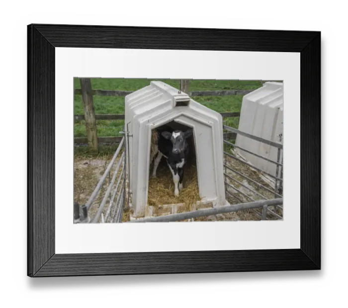 Framed Print : Domestic Cattle, Holstein dairy calf, standing in calf hutch, Cheshire, England, January