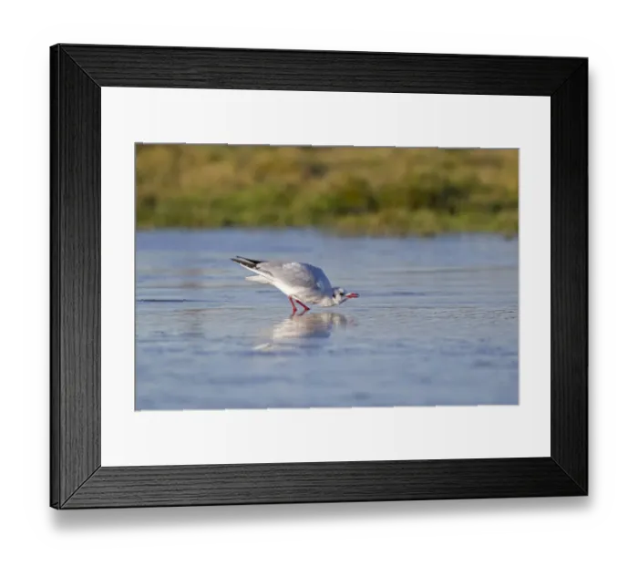 Framed Print : Black-headed Gull (Larus ridibundus) adult, winter plumage, drinking, standing on ice of frozen pond, Suffolk, England Framed Print : Black-headed Gull (Larus ridibundus) adult, winter plumage, drinking, standing on ice of frozen pond, Suffolk, England