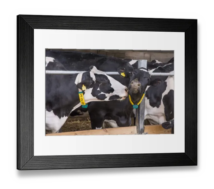 Framed Print : Domestic Cattle, Holstein cows, with radio identification collars, feeding on total mixed ration at feed barrier