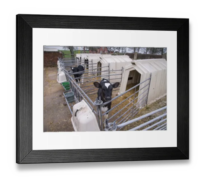 Framed Print : Domestic Cattle, Holstein dairy calves, standing in calf hutches, Cheshire, England, January