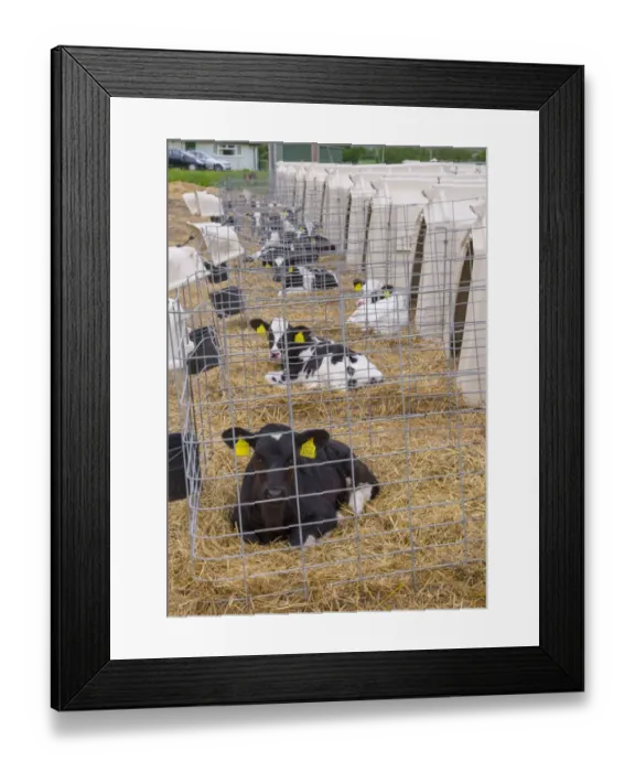 Framed Print : Domestic Cattle, Holstein calves resting on straw bedding in calf hutches, Evesham, Worcestershire, England, June Framed Print : Domestic Cattle, Holstein calves resting on straw bedding in calf hutches, Evesham, Worcestershire, England, June