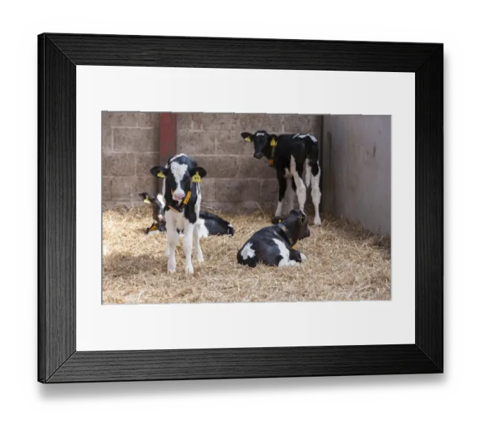 Framed Print : Domestic Cattle, Holstein calves, with ear tags and radio identification collars, in straw yard, Cheshire, England, May Framed Print : Domestic Cattle, Holstein calves, with ear tags and radio identification collars, in straw yard, Cheshire, England, May