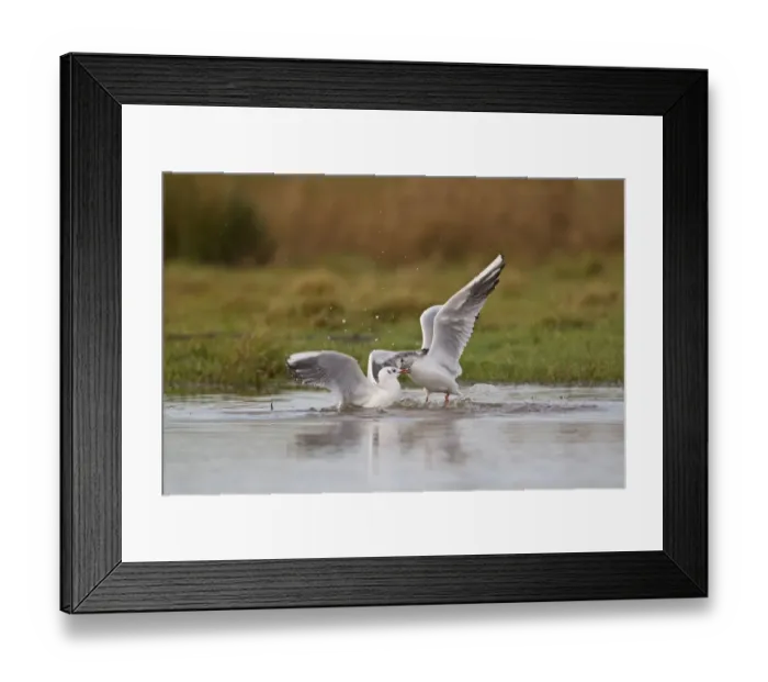 Framed Print : Black-headed Gull (Larus ridibundus) two adults, winter plumage, fighting in pond, Suffolk, England, December Framed Print : Black-headed Gull (Larus ridibundus) two adults, winter plumage, fighting in pond, Suffolk, England, December