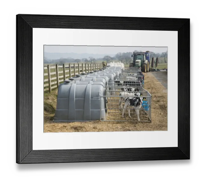 Framed Print : Domestic Cattle, Holstein dairy calves, standing in plastic calf hutches on dairy farm, Lancashire, England, April