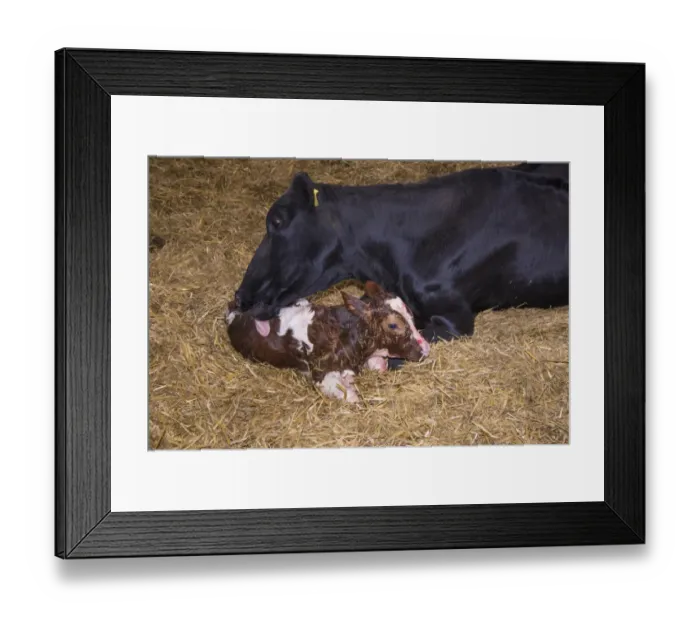 Framed Print : Domestic Cattle, Holstein cow licking newly born Red Holstein bull calf, in straw calving yard, Cheshire, England, May Framed Print : Domestic Cattle, Holstein cow licking newly born Red Holstein bull calf, in straw calving yard, Cheshire, England, May