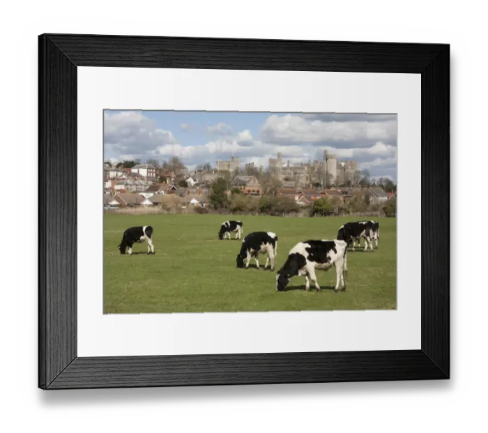 Framed Print : Domestic Cattle, Friesian, bull calves, herd grazing in pasture, with town and castle in background, Arundel Framed Print : Domestic Cattle, Friesian, bull calves, herd grazing in pasture, with town and castle in background, Arundel