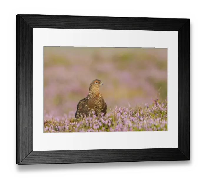 Framed Print : Red Grouse (Lagopus lagopus scoticus) adult male, standing amongst flowering heather on moorland, Yorkshire, England Framed Print : Red Grouse (Lagopus lagopus scoticus) adult male, standing amongst flowering heather on moorland, Yorkshire, England