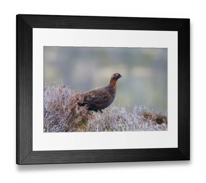Framed Print : Red Grouse (Lagopus lagopus scoticus) adult male, standing amongst heather on hillside, near Lecht, Cairngorms N. P Framed Print : Red Grouse (Lagopus lagopus scoticus) adult male, standing amongst heather on hillside, near Lecht, Cairngorms N. P
