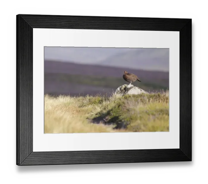 Framed Print : Red Grouse (Lagopus lagopus scoticus) adult male, standing on rock amongst heather and grasses, Swaledale