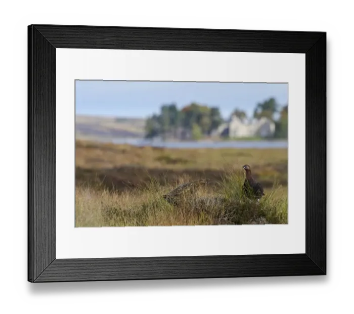 Framed Print : Red Grouse (Lagopus lagopus scoticus) adult pair, standing on moorland habitat, Cairngorms N. P Framed Print : Red Grouse (Lagopus lagopus scoticus) adult pair, standing on moorland habitat, Cairngorms N. P