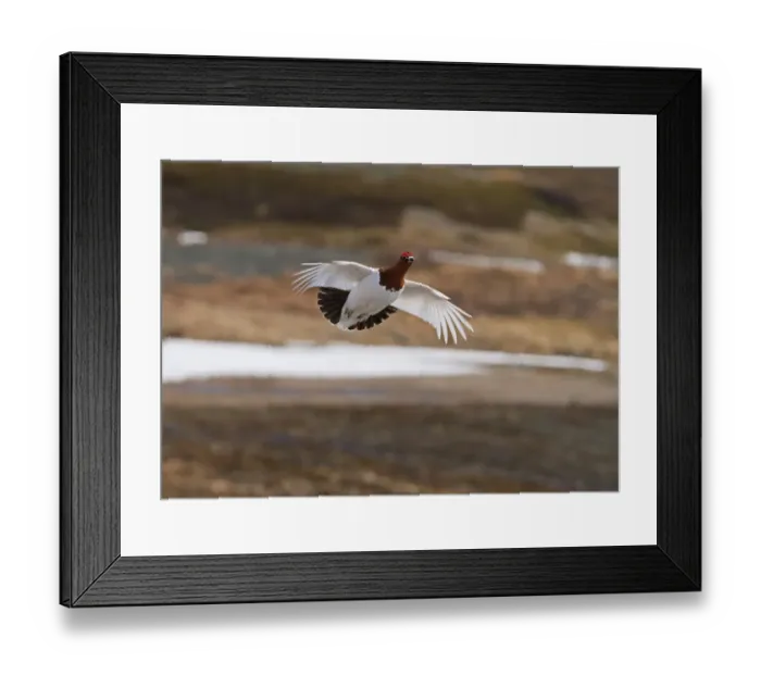 Framed Print : Willow Grouse (Lagopus lagopus) adult male, breeding plumage, in display flight, Northern Norway, June