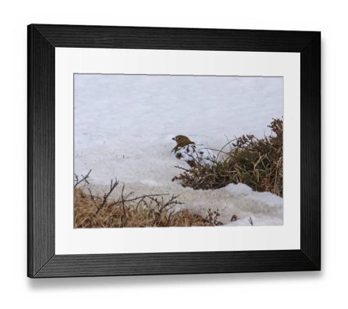 Framed Print : Willow Grouse (Lagopus lagopus) adult female, moulting to breeding plumage, camouflaged on snow, Northern Norway, May Framed Print : Willow Grouse (Lagopus lagopus) adult female, moulting to breeding plumage, camouflaged on snow, Northern Norway, May